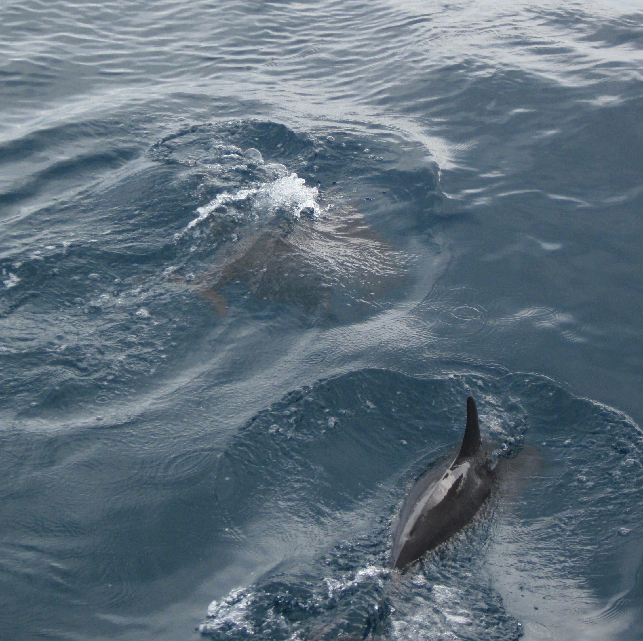 We saw a pot of dolphins