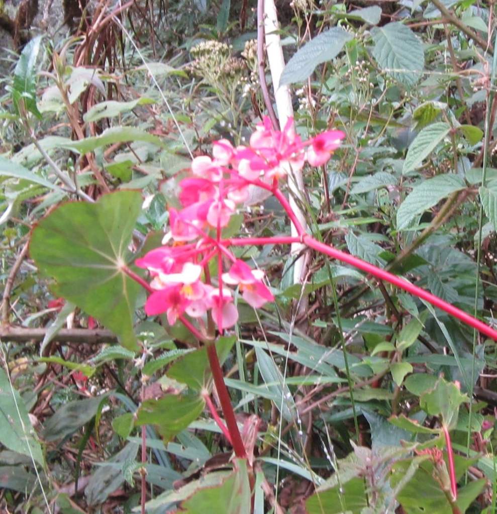 Wildflowers on the trail