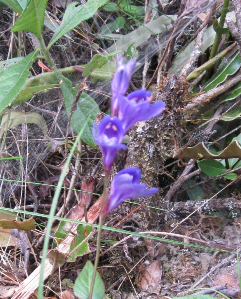 Wildflowers on the trail