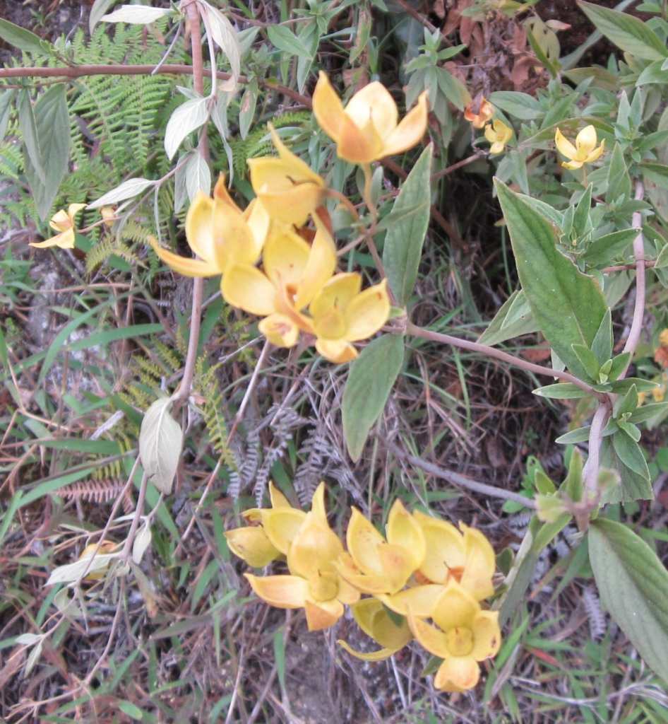Wildflowers on the trail