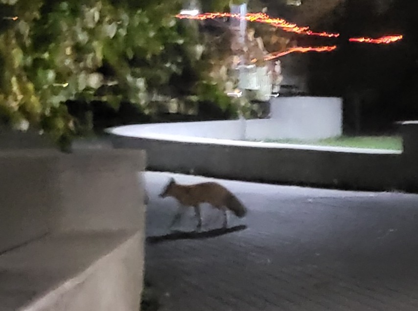 Fox in the park