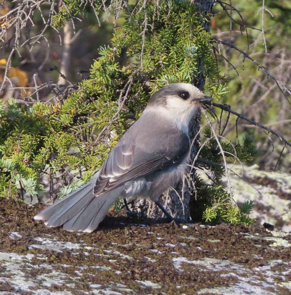 Gray Jay