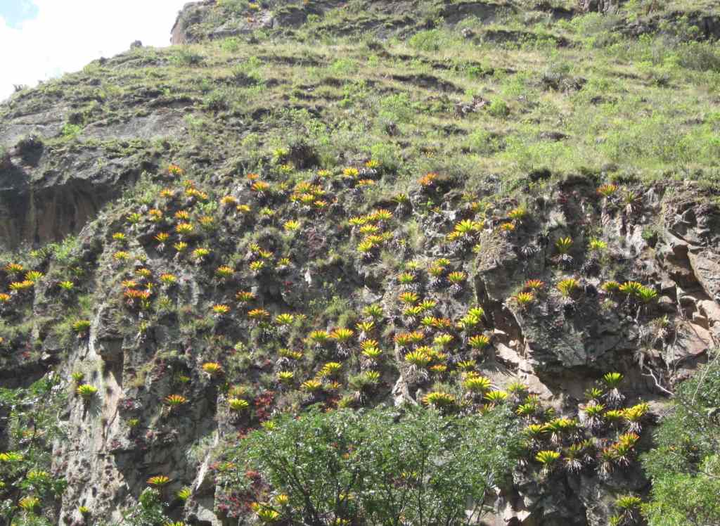 The trail was verdant with lots of plants.