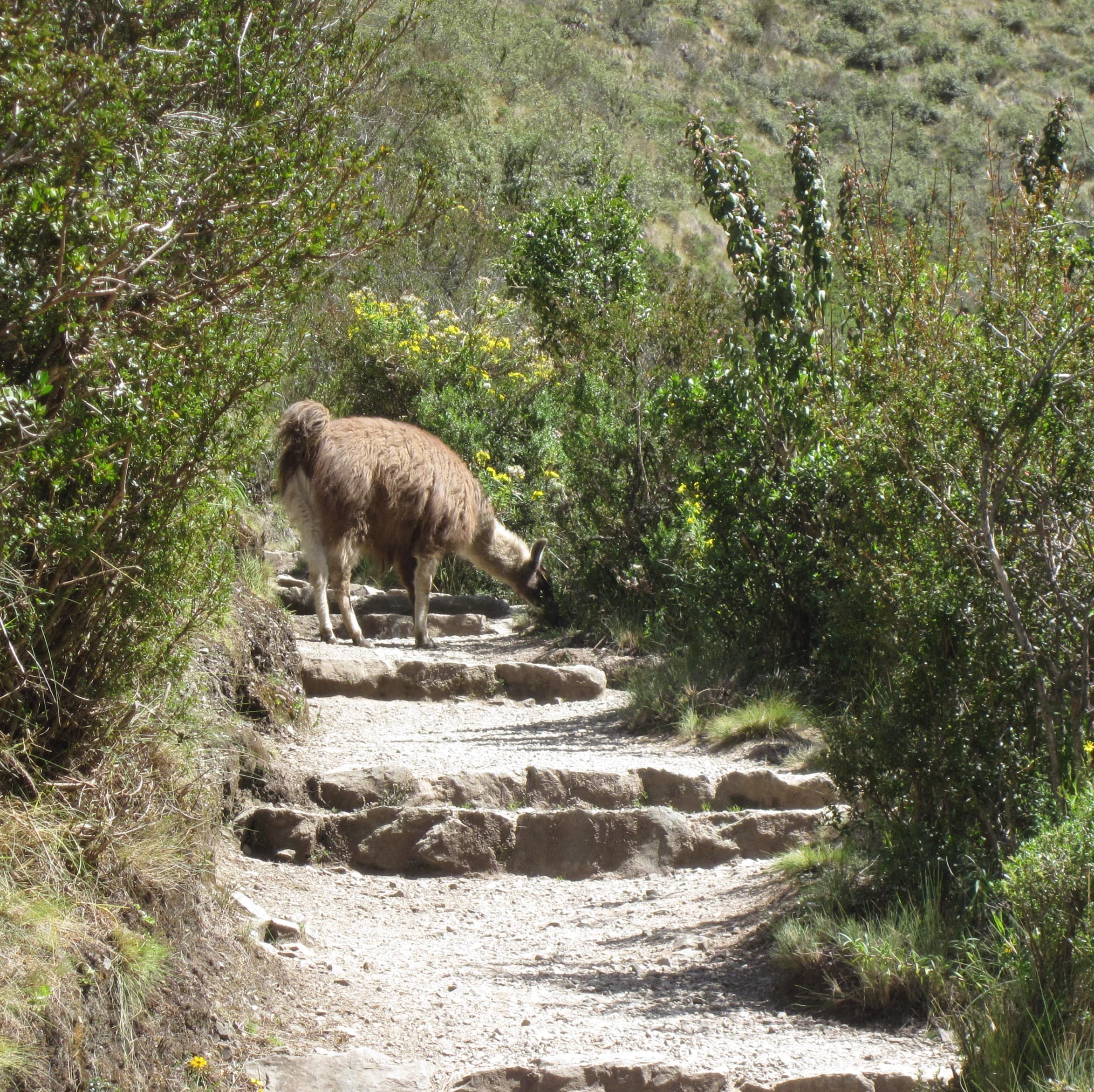 Llama on the trail