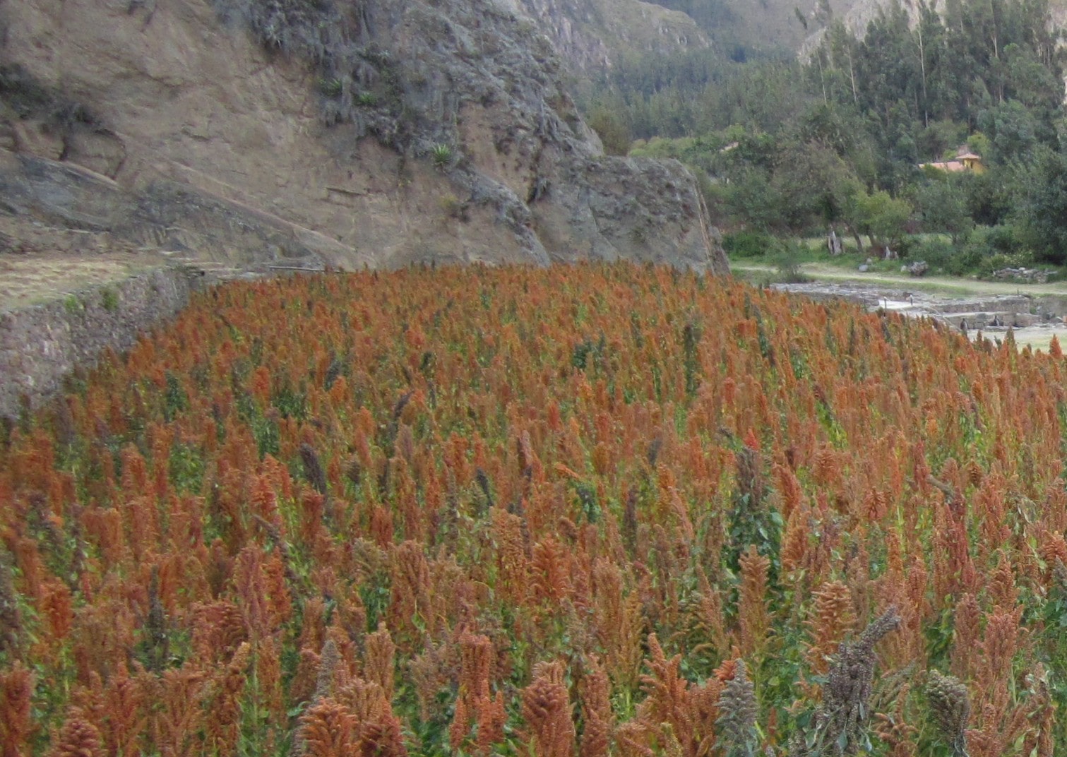 Quinoa Field