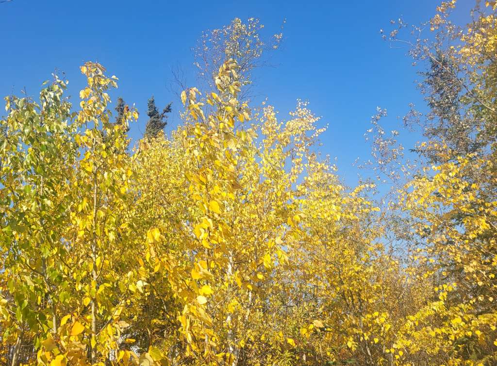 Brilliant fall colors