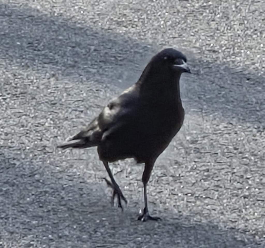 American Crow