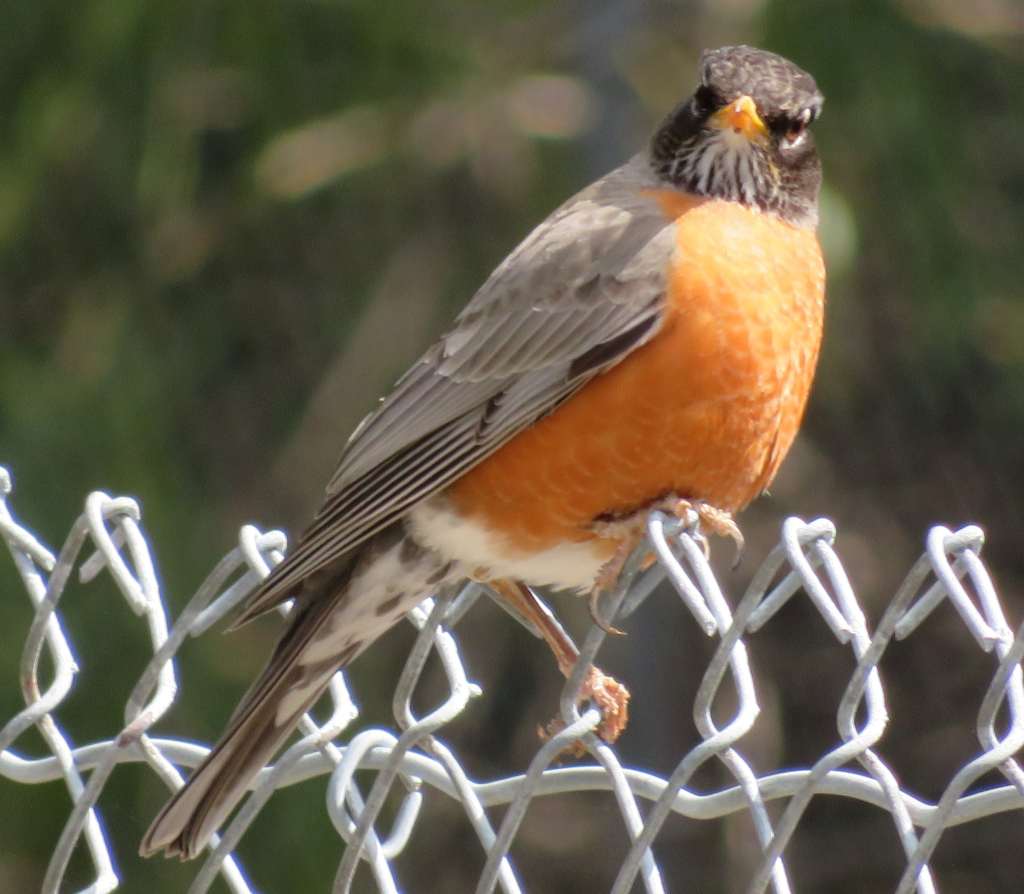 American Robin