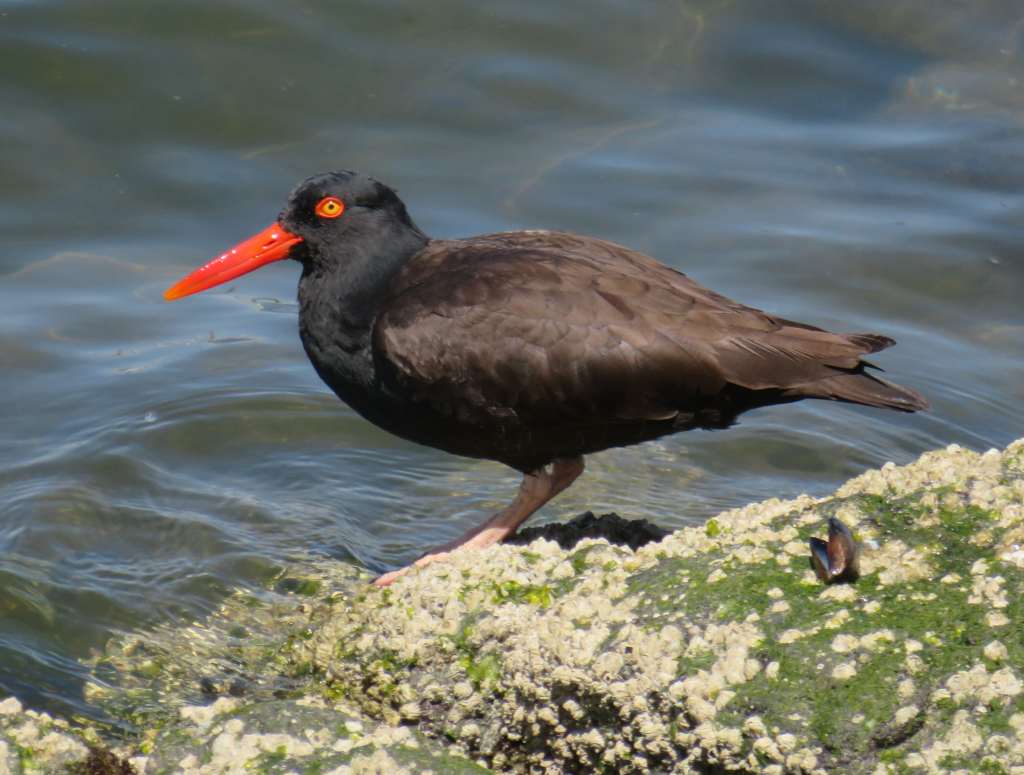 Black Oystercatcher