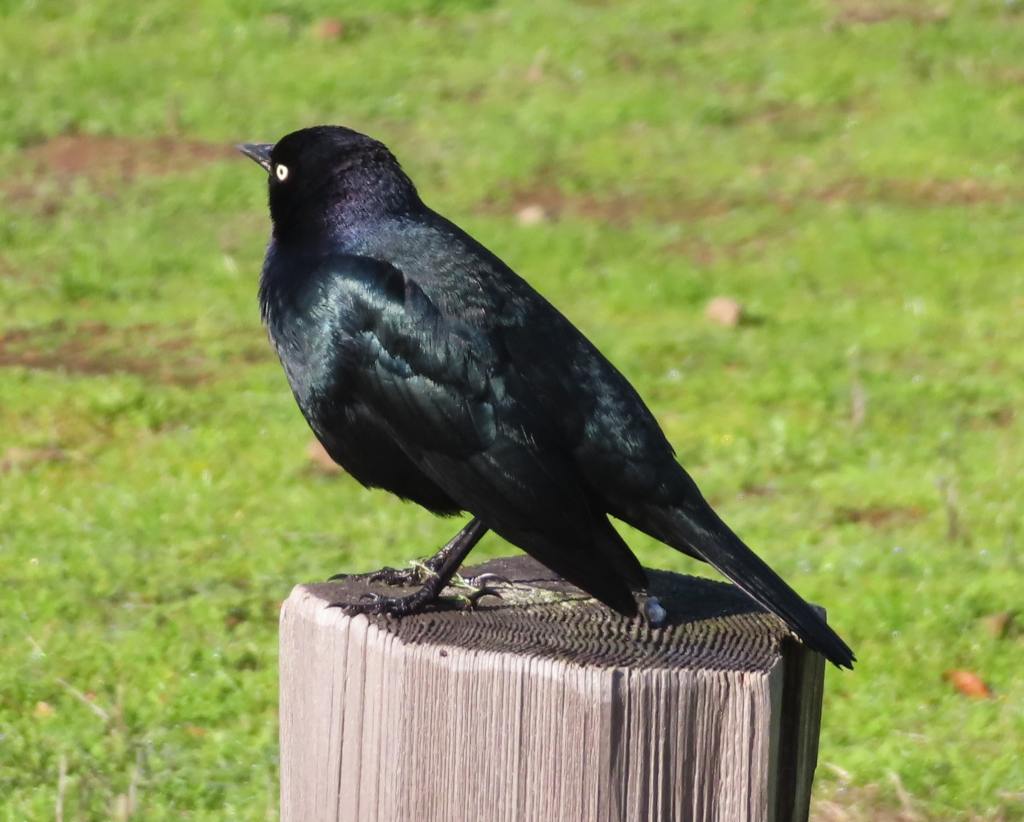 Brewer's Blackbird