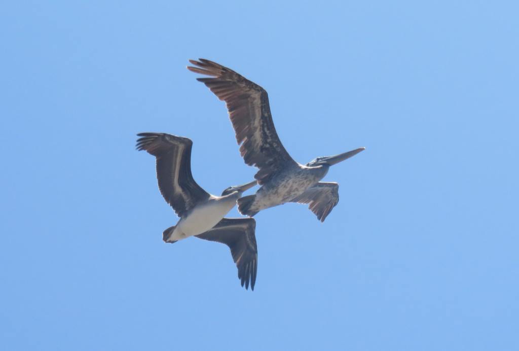 Brown Pelican