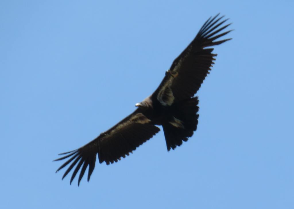 California Condor