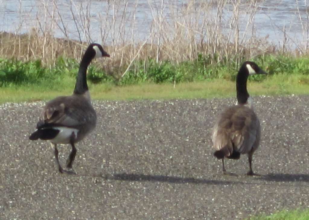 Canada Geese