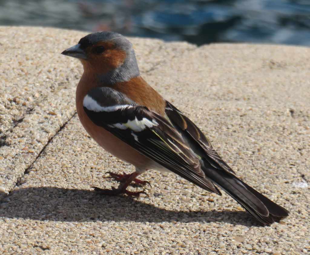 Chaffinch