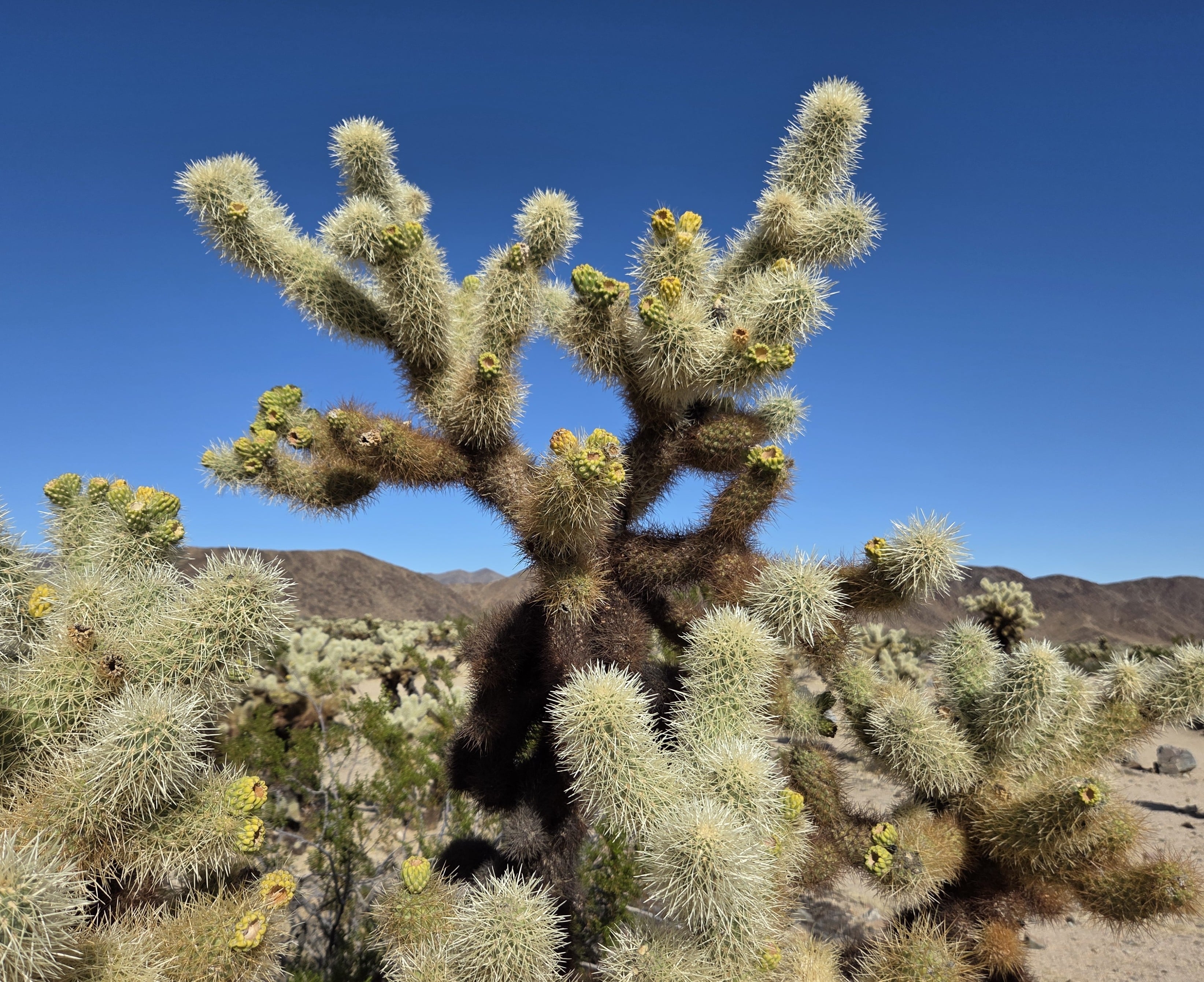 Cholla Cactus