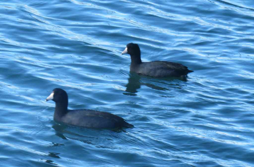 American Coots