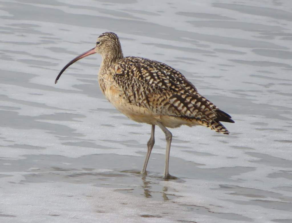 Curlew