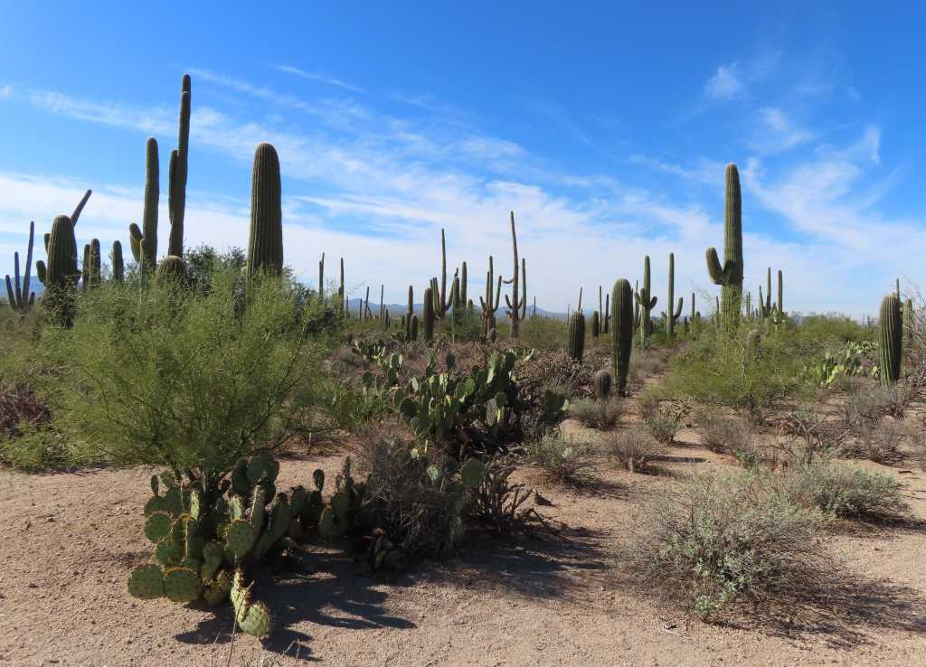 Desert Discovery Trail view
