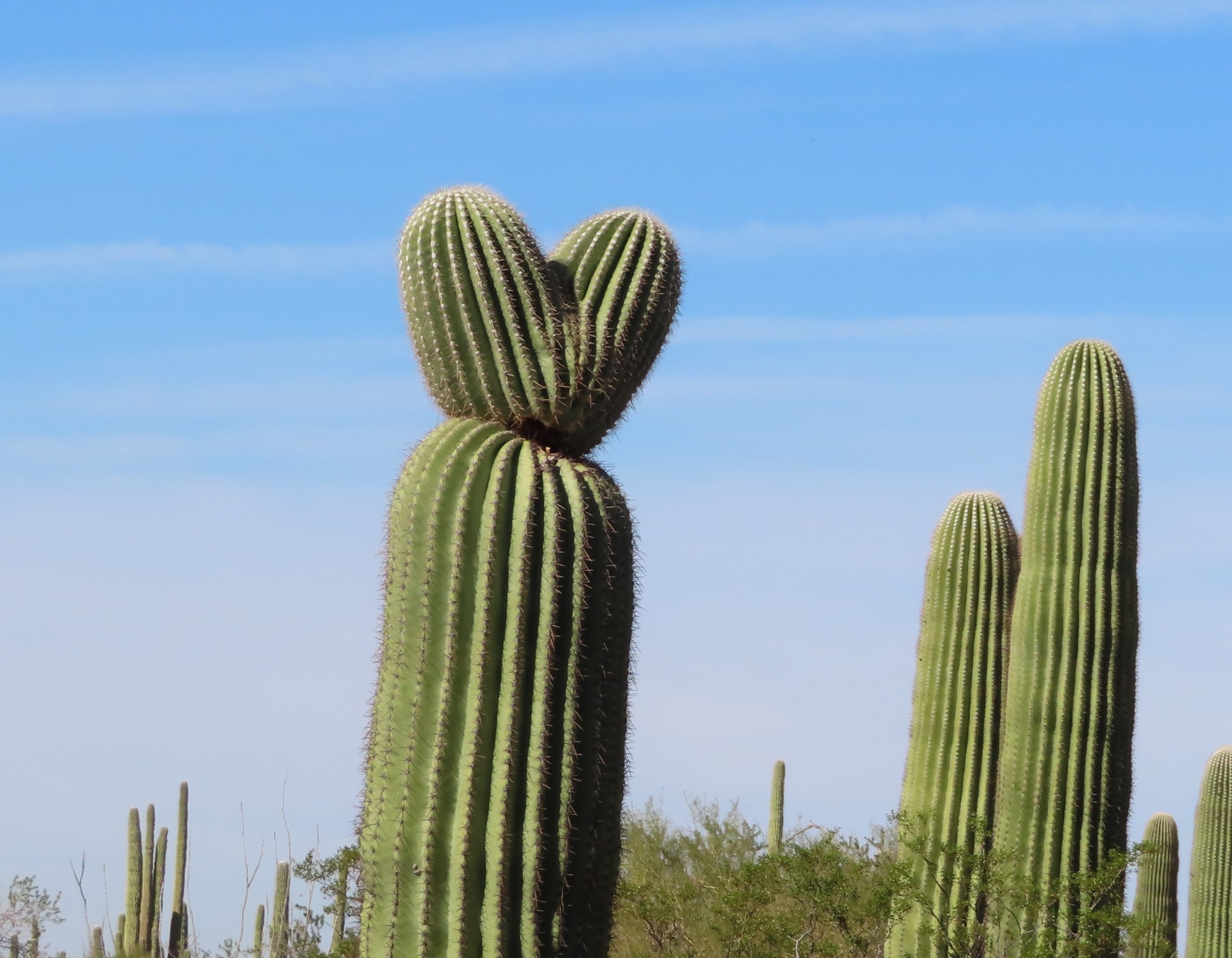 A Heart-shaped Cactus