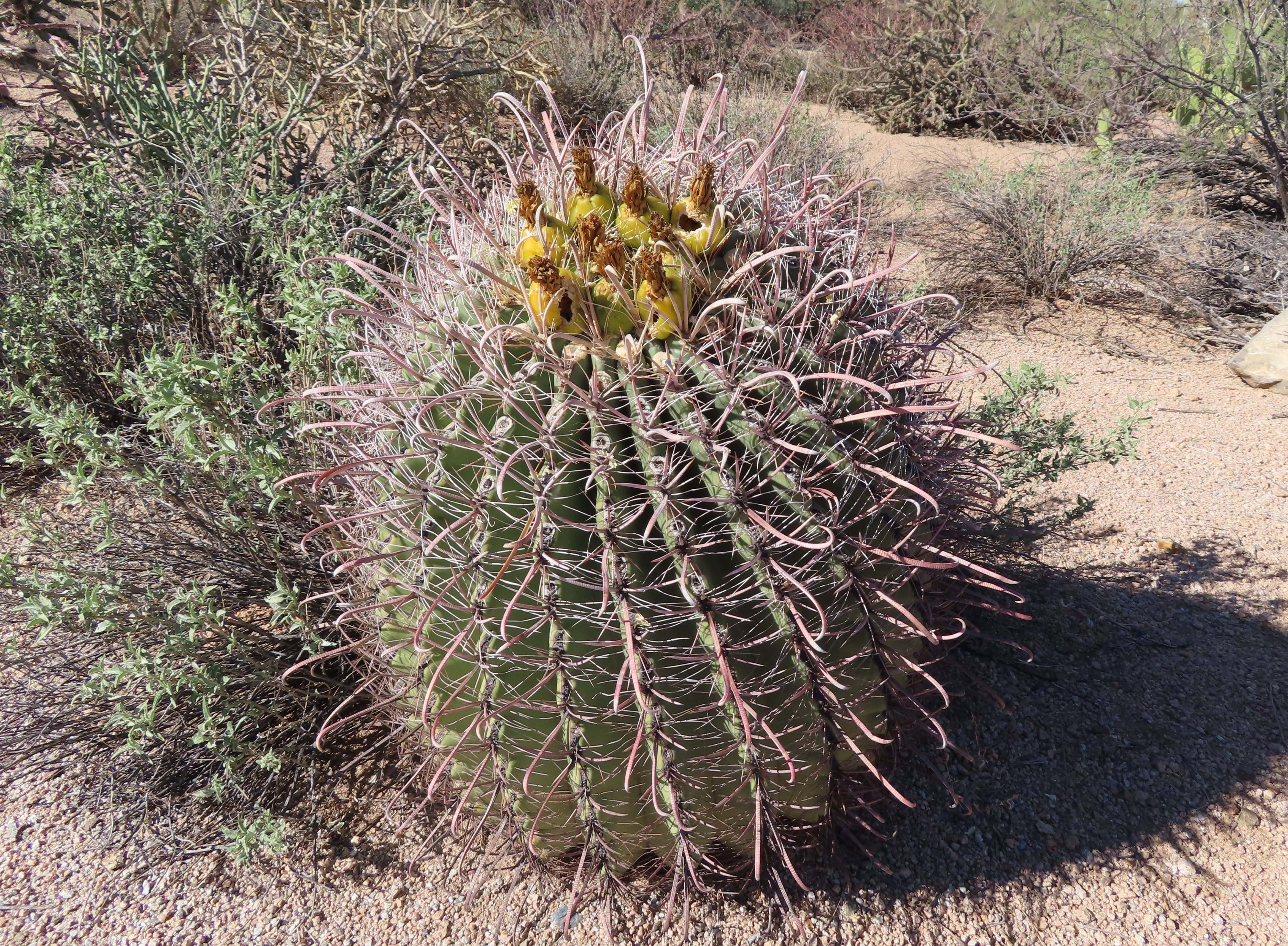 Barrel Cactus