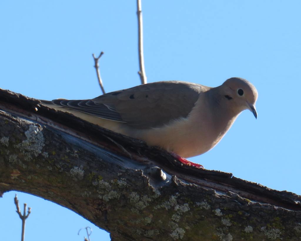 Mourning Dove