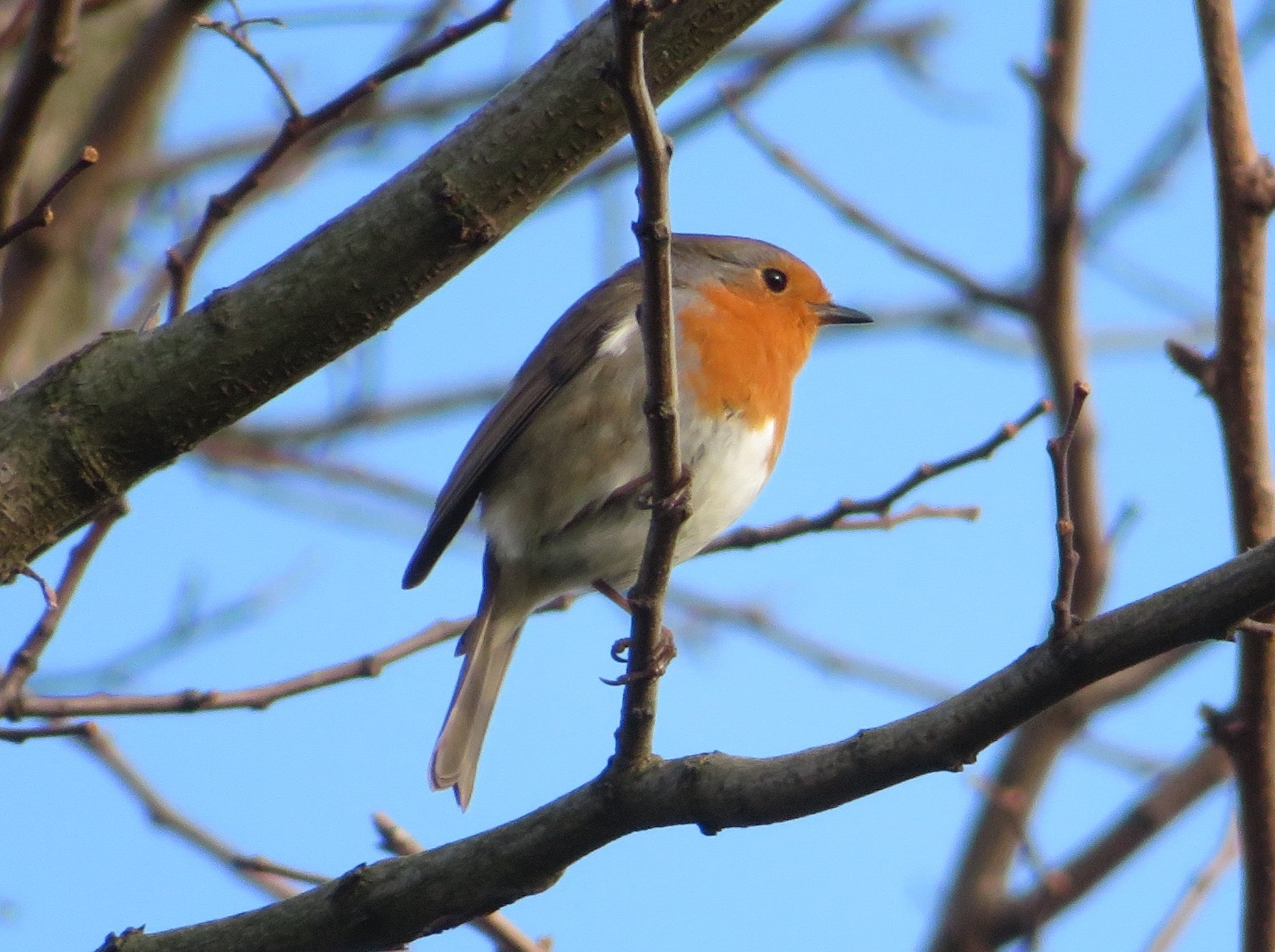 European Robin