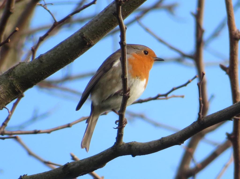 European Robin