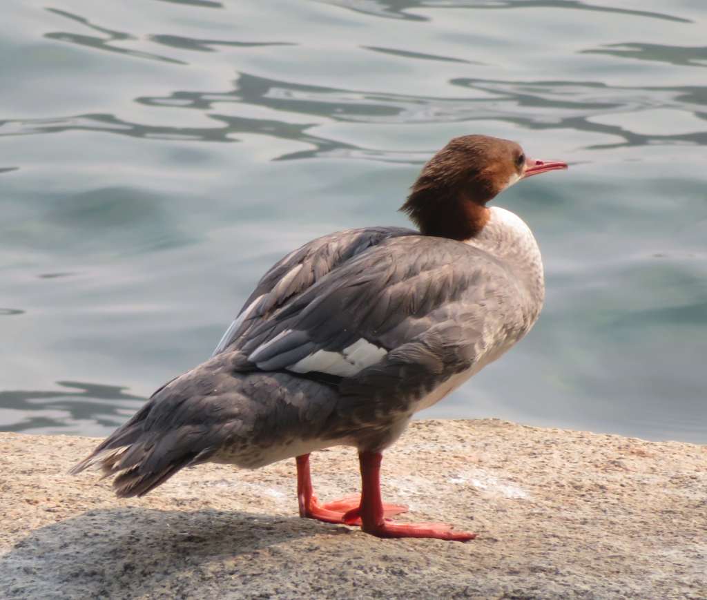 Female Merganser