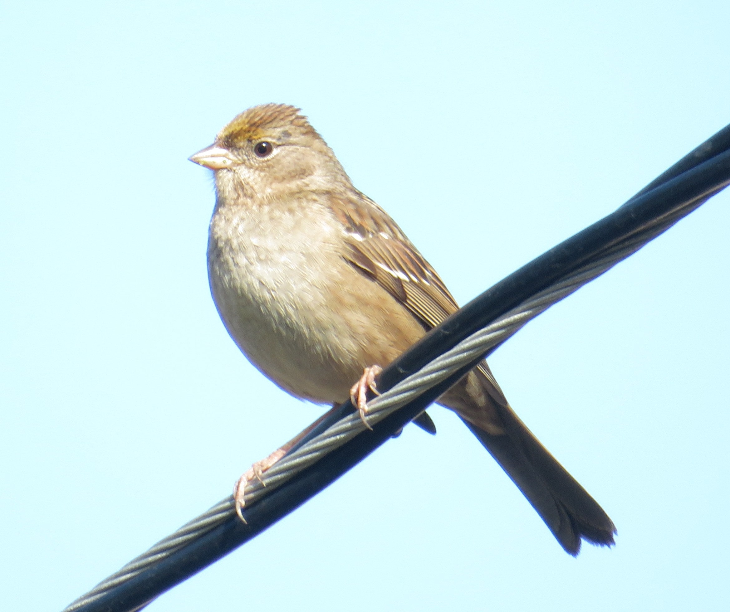 Golden-Crowned Sparrow