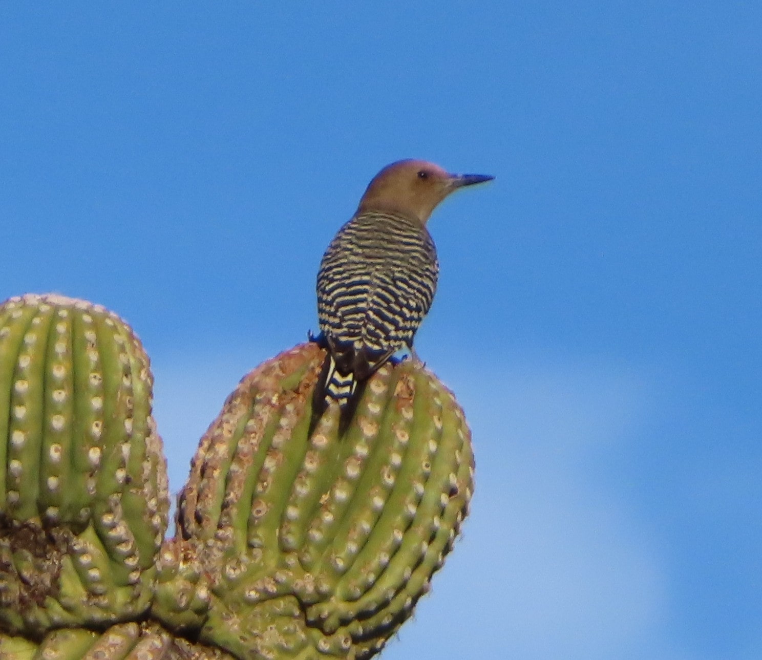 Gila Woodpecker