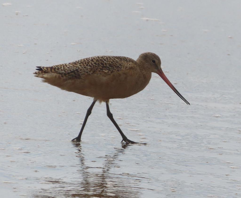 Godwit
