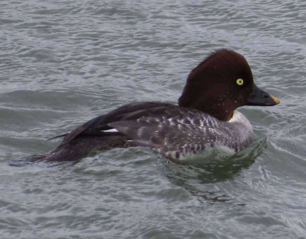 Common Goldeneye (female)