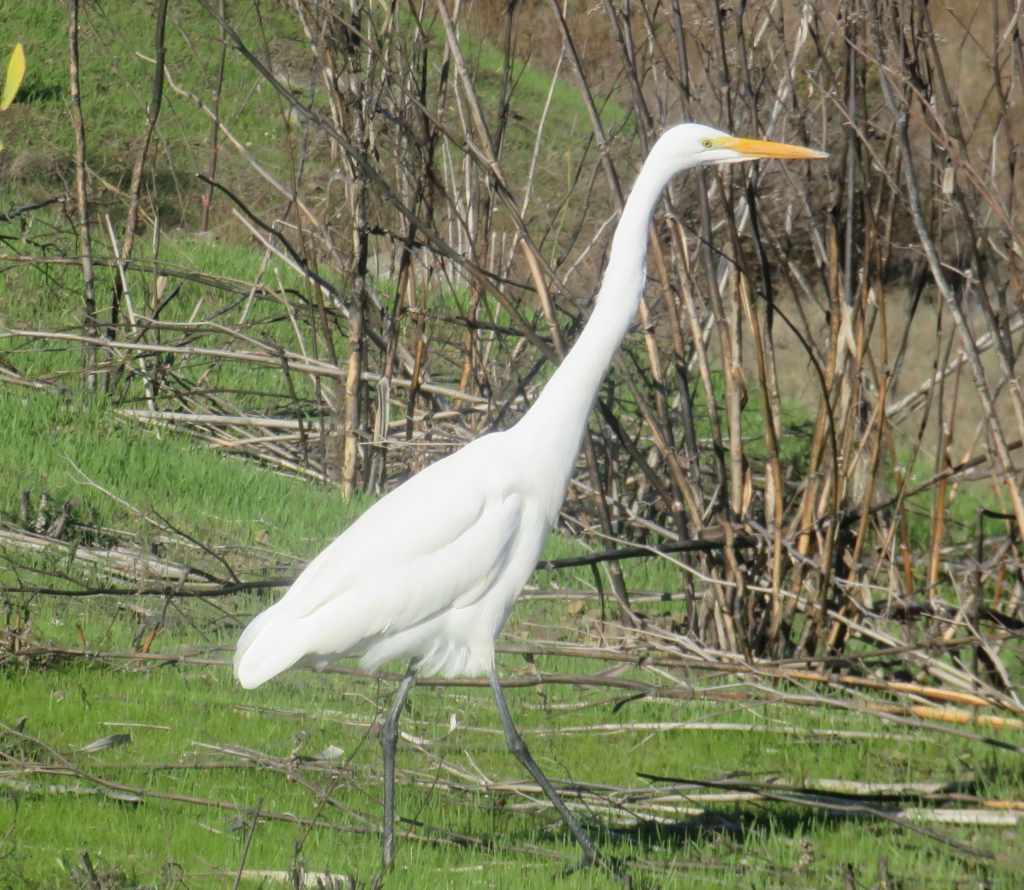 Great Egret