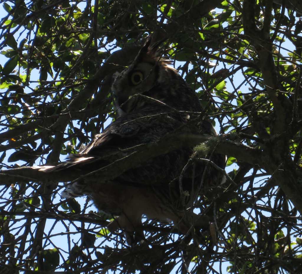 Great Horned Owl