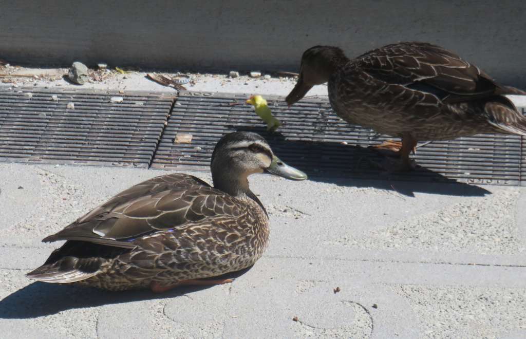New Zealand Grey Duck