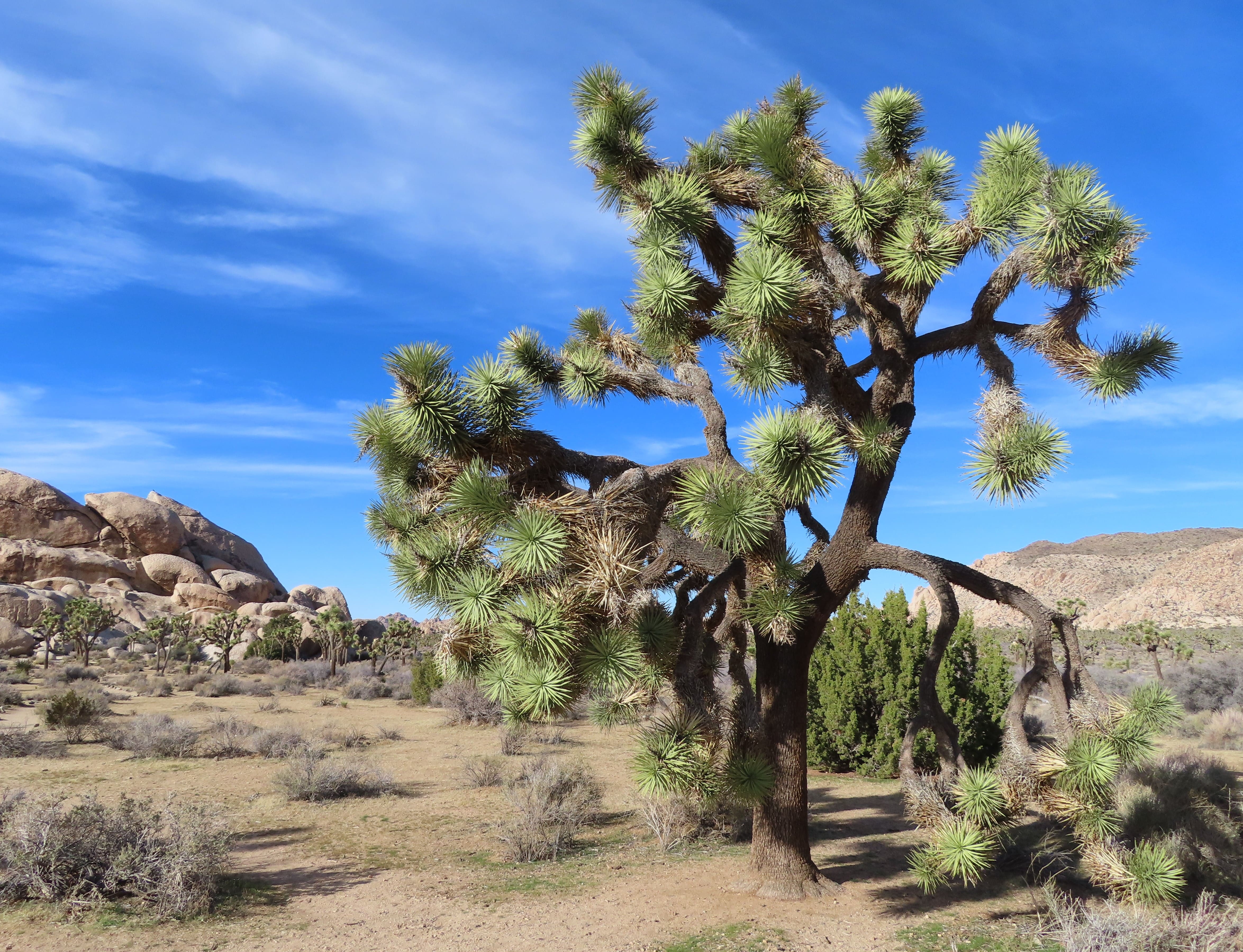 Joshua Tree