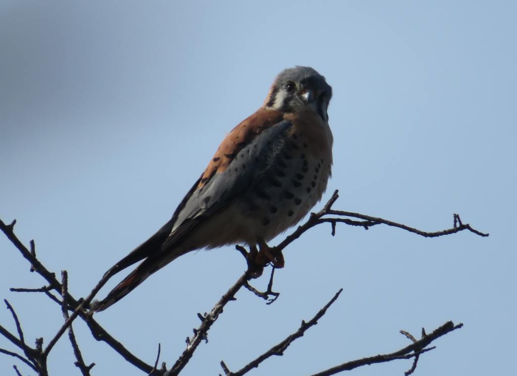 Kestrel