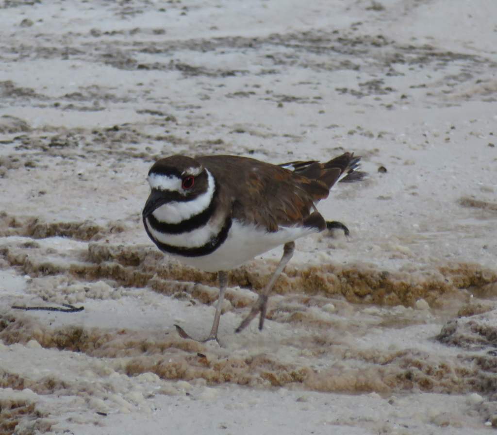 Killdeer