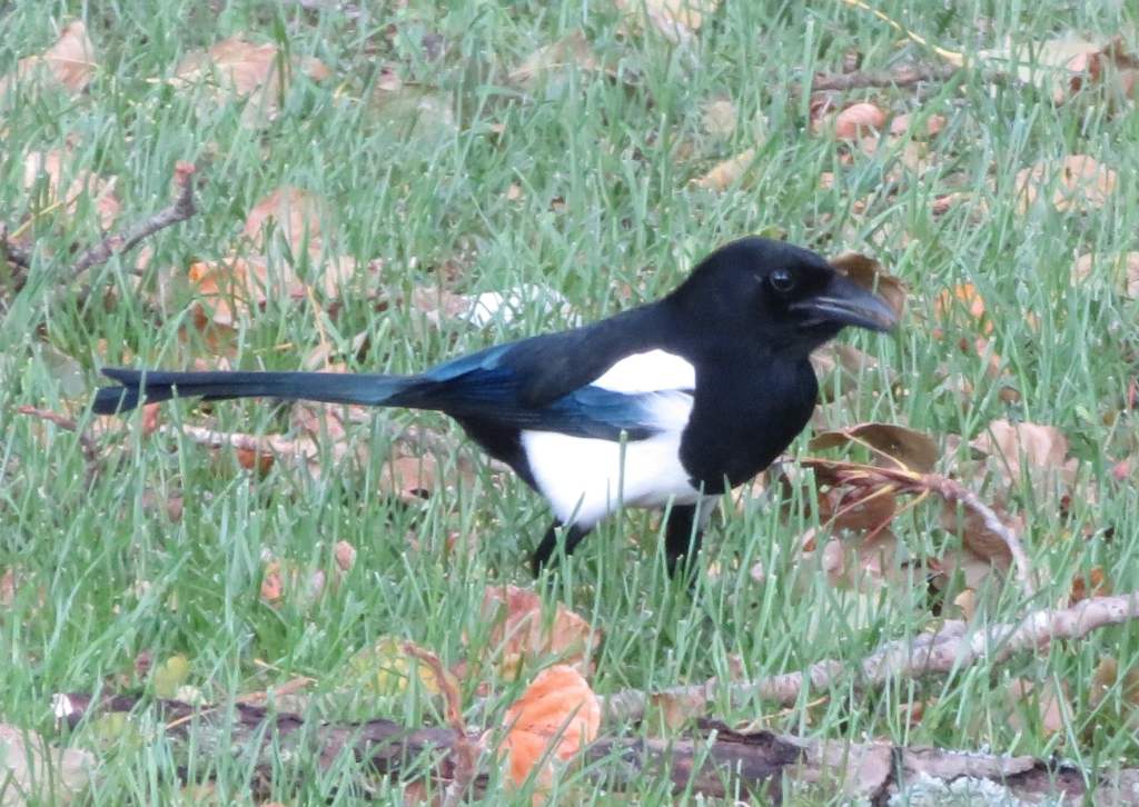 Black-Billed Magpie
