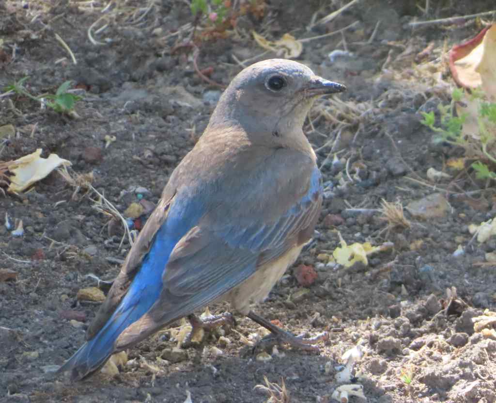 Mountain Bluebird