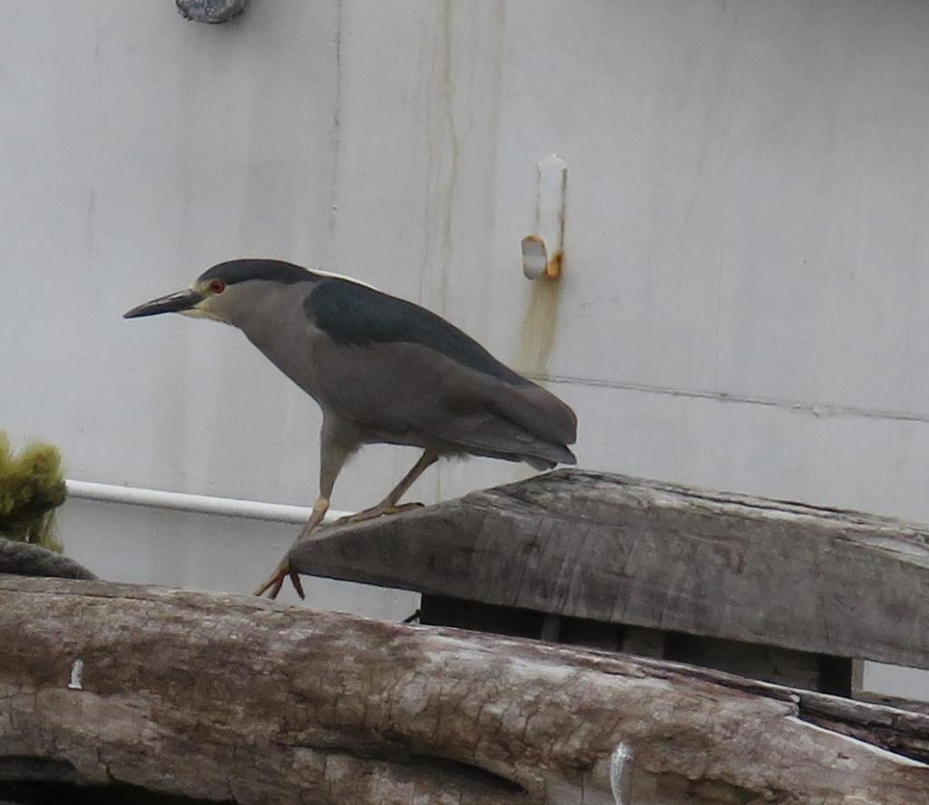 Night Heron