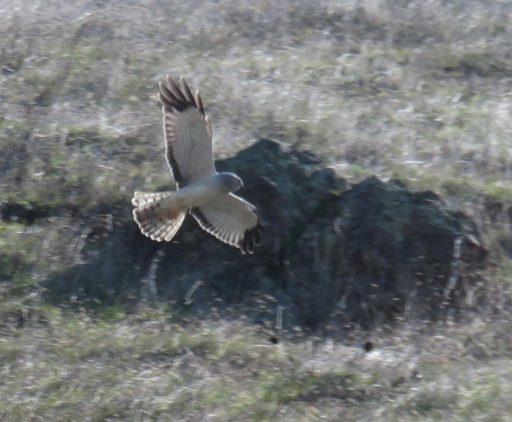 Northern Harrier