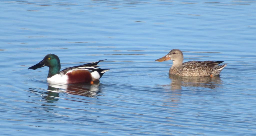 Northern Shoveler