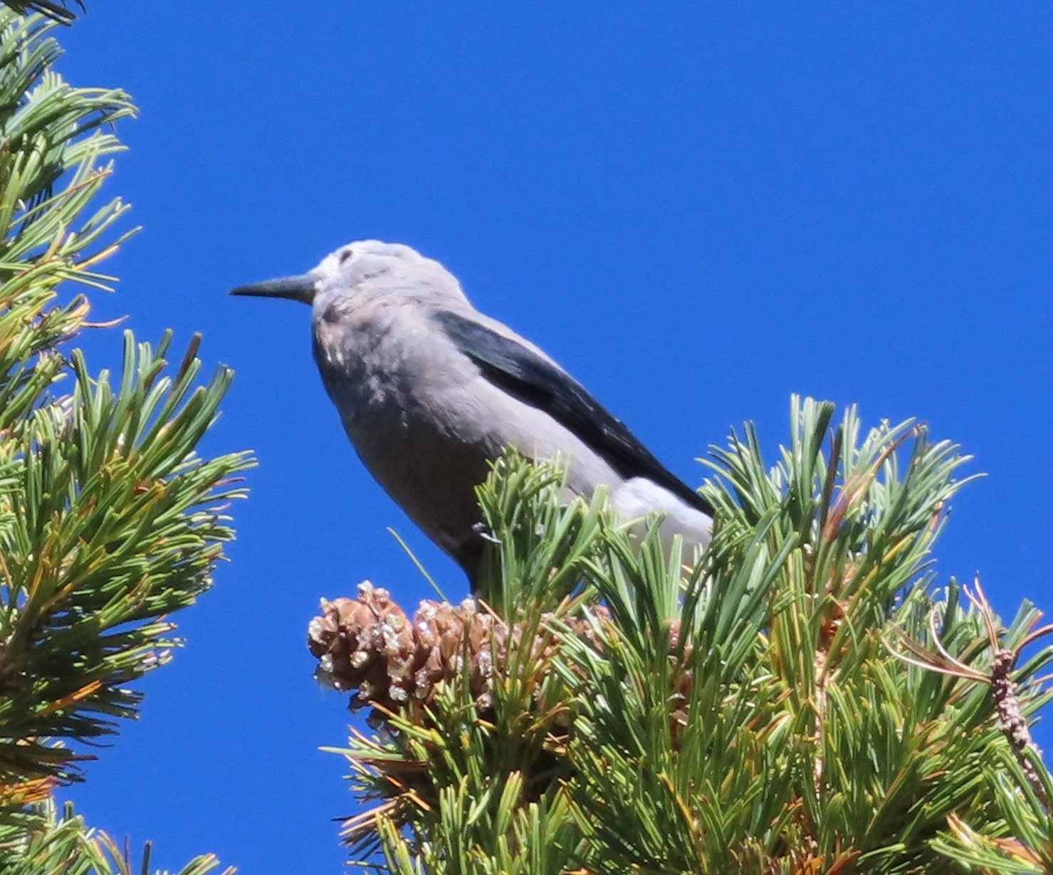 Clark's Nutcracker