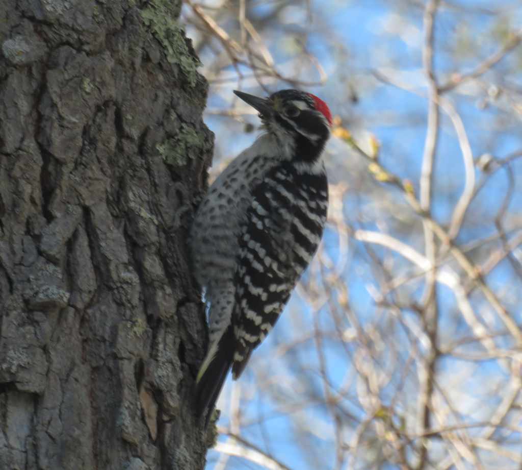 Nuttall's Woodpecker