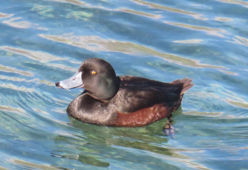 New Zealand Scaup