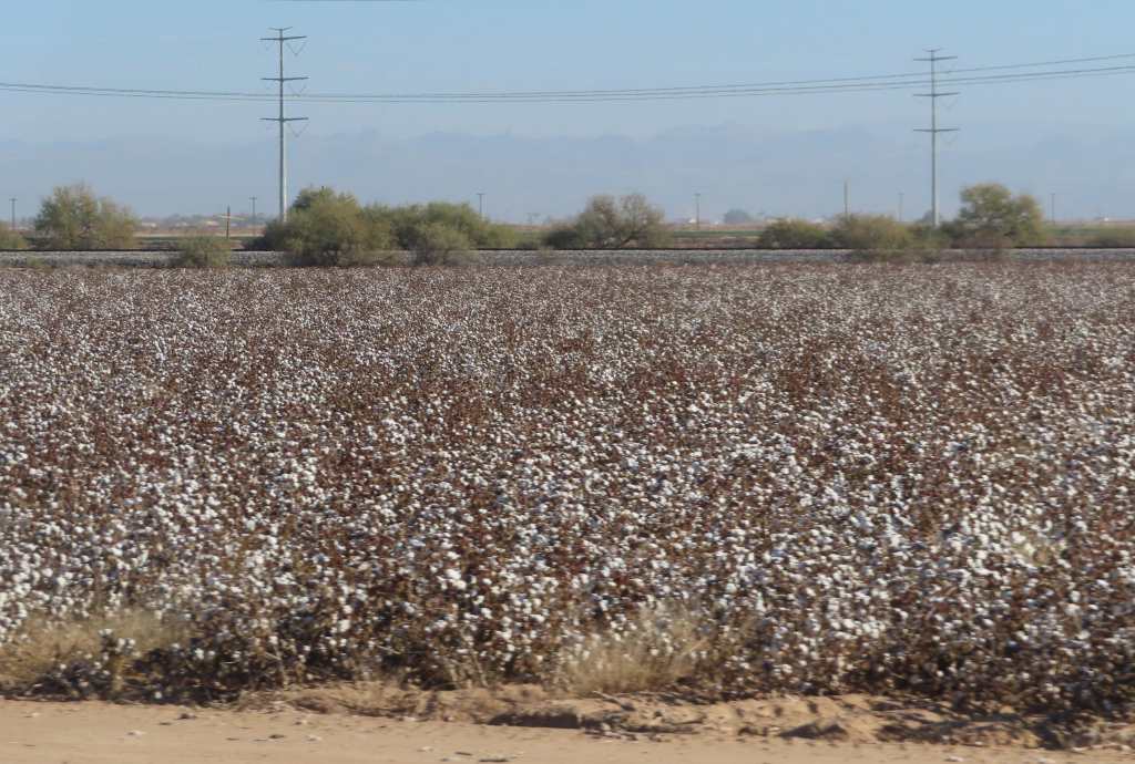 Pima Cotton Field