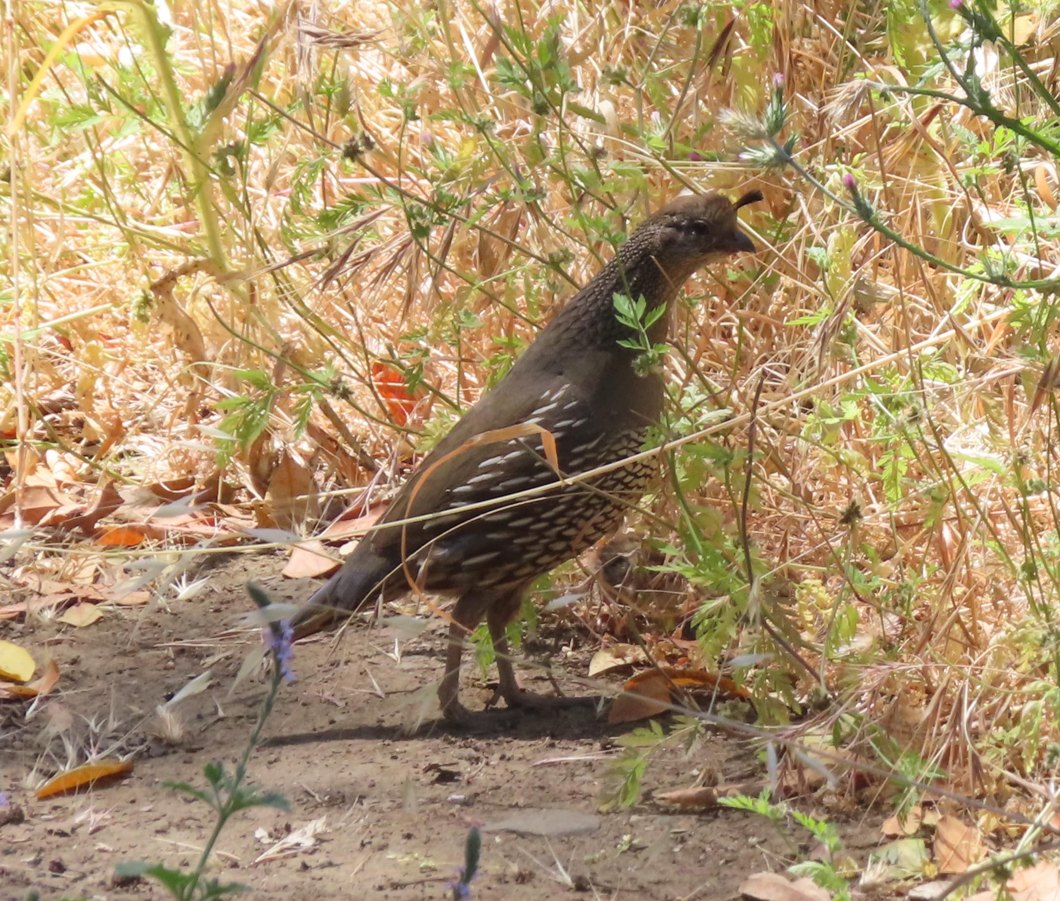 California Quail