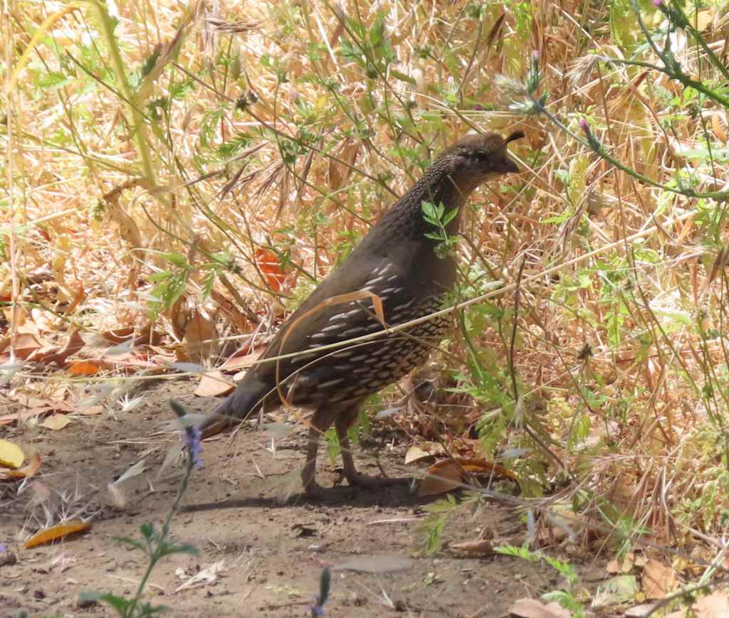 California Quail