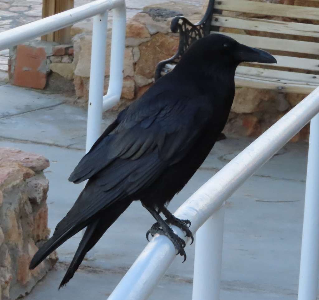 Common Raven